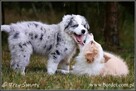 szczeniaki psy Border Collie suczki rodowód ZKwP FCI - 14