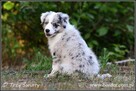 szczeniaki psy Border Collie suczki rodowód ZKwP FCI - 15