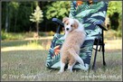 szczeniaki psy Border Collie suczki rodowód ZKwP FCI - 16