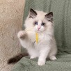 Ostatnia wolna kotka ragdoll gotowa do odbioru - 2