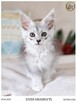 Srebrzysta kotka maine coon - 4