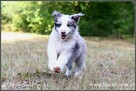 szczeniaki psy Border Collie suczki rodowód ZKwP FCI - 8