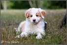szczeniaki psy Border Collie suczki rodowód ZKwP FCI - 9