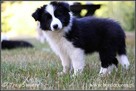 szczeniaki psy Border Collie suczki rodowód ZKwP FCI - 13
