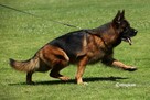 Suczka długowłosa owczarek ojciec Grimm della Valcuvia - 7