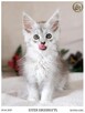 Srebrzysta kotka maine coon - 5