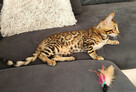 Kocięta bengalskie z rodowodem - 7