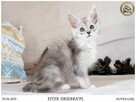 Srebrzysta kotka maine coon - 3
