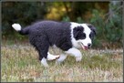 szczeniaki psy Border Collie suczki rodowód ZKwP FCI - 11