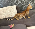 Kocięta bengalskie z rodowodem - 6
