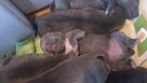 Amstaff Blue bardzo dobra genetyka - 3