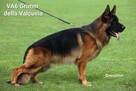 Suczka długowłosa owczarek ojciec Grimm della Valcuvia - 6