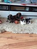Sprzedam Shih Tzu - 2