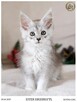 Srebrzysta kotka maine coon - 2