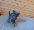 Sprzedam kocurka rasy rosyjskiej niebieski z rod wiel, kompSz - 6