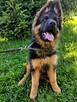 Suczka długowłosa owczarek ojciec Grimm della Valcuvia - 2