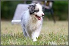 szczeniaki psy Border Collie suczki rodowód ZKwP FCI - 7