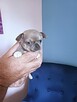 Chihuahua Śliczne Rodowodowe Szczenięta - 2