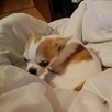 Sprzedam psa krótkowłosego chihuahua z rodowodem - 3