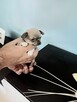 Chihuahua Śliczne Rodowodowe Szczenięta - 7