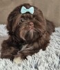 Czekoladowy piesek Shih-Tzu komplet szczepień - 5