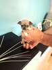 Chihuahua Śliczne Rodowodowe Szczenięta - 5