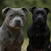 Staffordshire Bull Terrier - 2