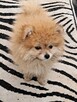 Pomeranian miniatutka - 3