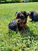 Yorkshire Terrier - 5