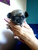 Chihuahua Śliczne Rodowodowe Szczenięta - 1