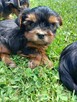 Yorkshire Terrier - 3