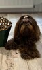 Czekoladowy piesek Shih-Tzu komplet szczepień - 7