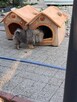 Pomeranian miniatutka - 7