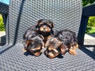 Yorkshire Terrier - 8