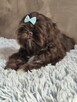 Czekoladowy piesek Shih-Tzu komplet szczepień - 6