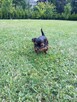 Yorkshire Terrier - 7