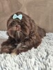 Czekoladowy piesek Shih-Tzu komplet szczepień - 3