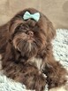 Czekoladowy piesek Shih-Tzu komplet szczepień - 5