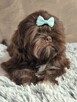 Czekoladowy piesek Shih-Tzu komplet szczepień - 3