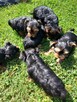 Yorkshire Terrier - 6