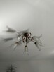 Zyrandol plus lampka Lampa salon mosiadz ZESTAW Krakow - 5