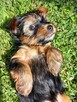 Yorkshire Terrier - 2
