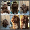 Czekoladowy piesek Shih-Tzu komplet szczepień - 9