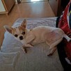 Sprzedam psa krótkowłosego chihuahua z rodowodem - 2