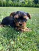 Yorkshire Terrier - 4