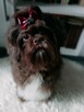 Czekoladowy piesek Shih-Tzu komplet szczepień - 10