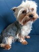 Yorkshire Terrier - 10