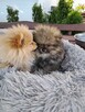 Pomeranian miniatutka - 4