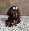Czekoladowy piesek Shih-Tzu komplet szczepień - 4