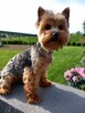 Yorkshire Terrier - 9